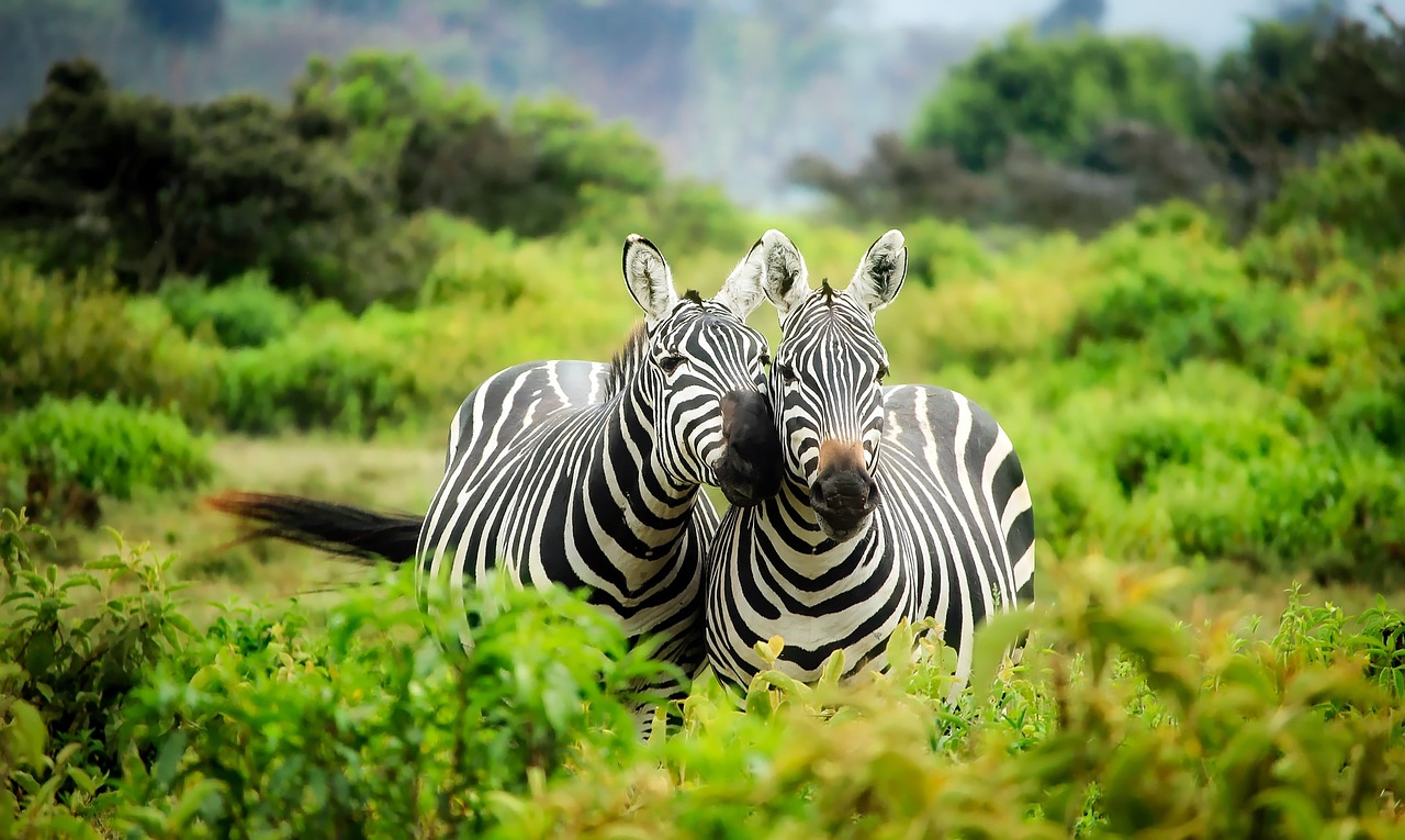 zebry v pÅ™Ã­rodÄ›